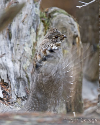 Ruffed Grouse