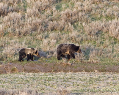Grizzly sow and 2yr old cub