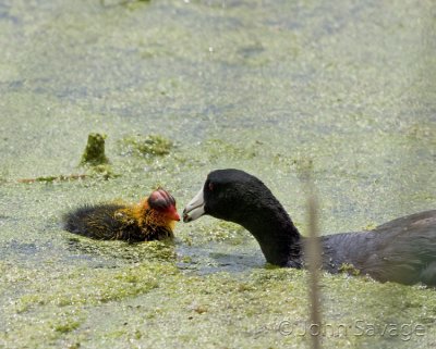 American Coot and baby
