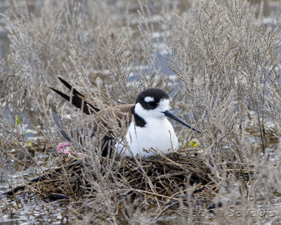 black-necked stilt on nest