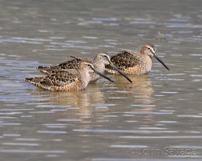 Long-billed Dowitcher