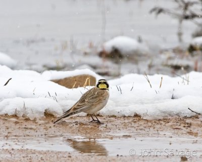 Horned Lark