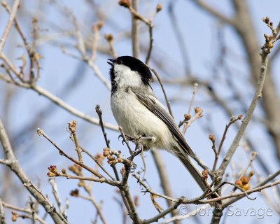 Black-capped chickadee