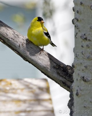 American Goldfinch