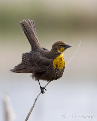 Yellow-headed blackbird... juvenile