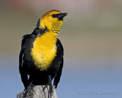Yellow -headed blackbird