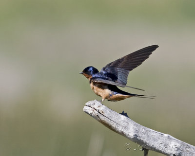 Barn Swallow