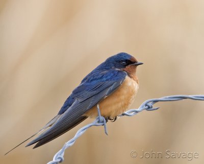 Barn Swallow