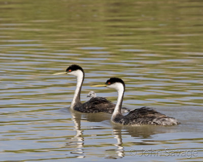 Western Grebes with baby