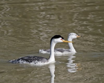 Clark's Grebe and youngster
