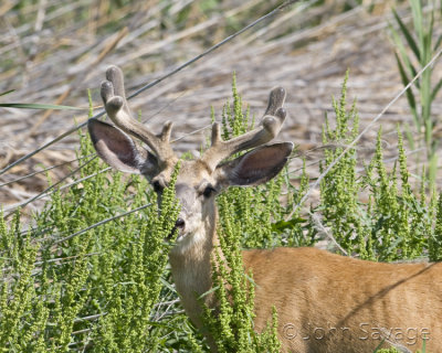 Mule deer buck in the marsh
