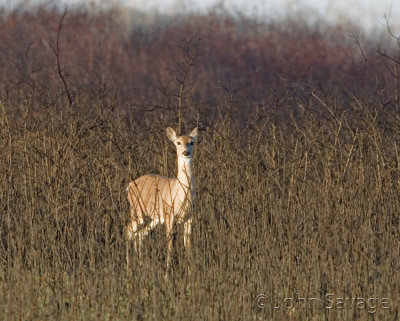 Whitetail doe at first sunlight