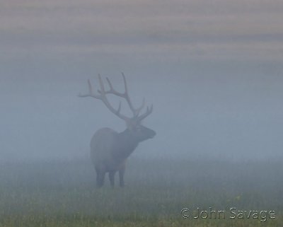 Bull elk in early morning fog in the Gibbon meadows
