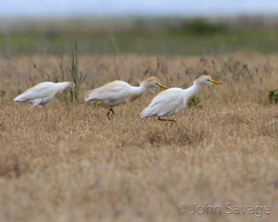 Cattle egrets searching for worms on a wet day