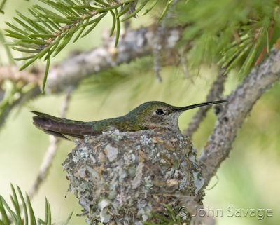 Broad-tailed Hummingbird on nest