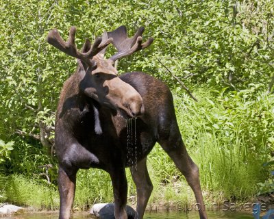 Young Shiras Bull Moose