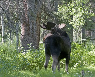 Shiras Bull Moose