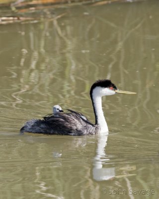 Western grebe with young