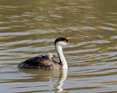 Western grebe and baby