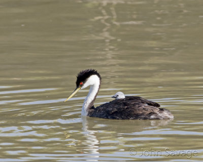 Western grebe carrying young