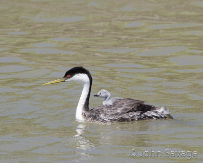 Western grebe with younster on back