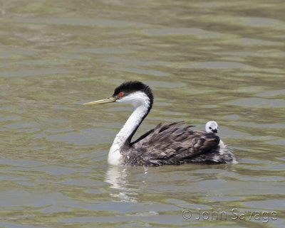 Western grebe with baby