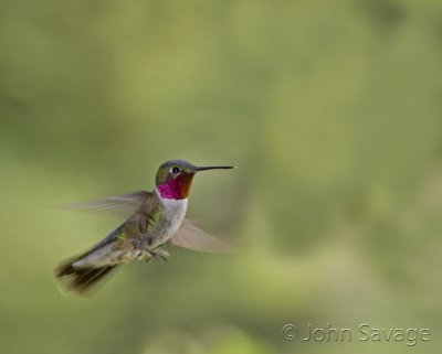 Broadtailed hummingbird with feeder removed from image