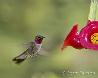 Broadtailed hummingbird