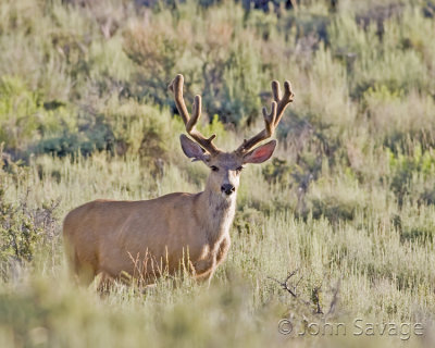 Mule deer