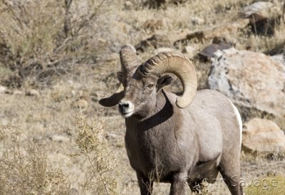 Rocky mtn bighorn sheep