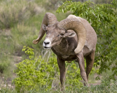 Rocky mtn bighorn sheep