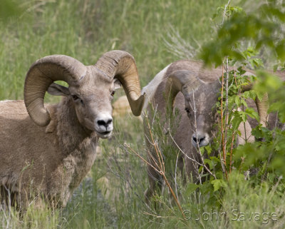 Rocky mtn bighorn sheep