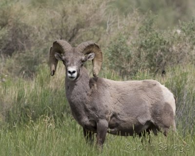 Rocky mtn bighorn sheep