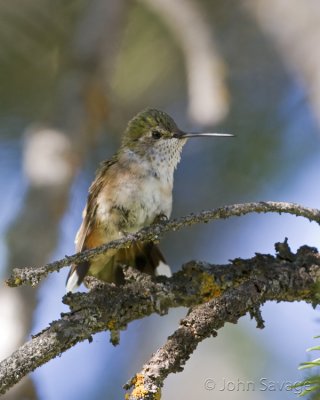 Broad-tailed hummingbird female