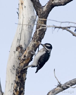 Hairy Woodpecker.....I think