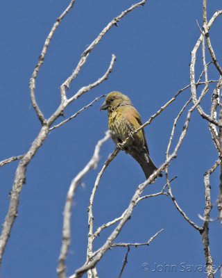  Red Crossbill 