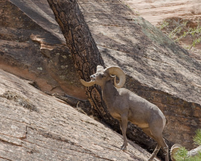 Desert Bighorn