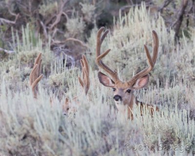 Mule deer bucks
