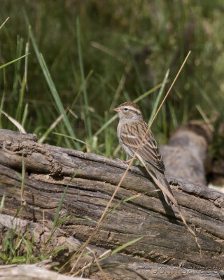   Chipping Sparrow ?