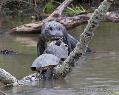 alligator and turtles