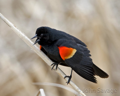 Redwing Blackbird