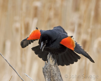 Redwing Blackbird