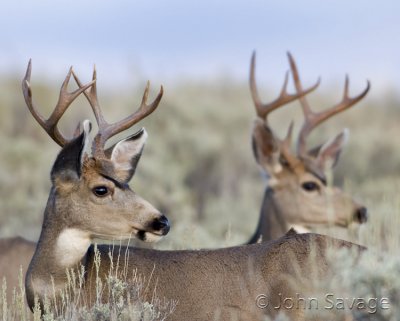 Mule deer bucks on the lookout