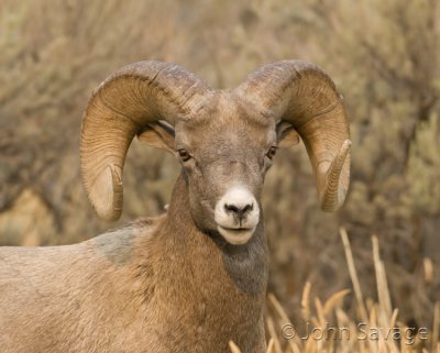 Rocky mtn bighorn