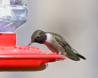 Black-chinned Hummingbird