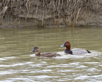 Redhead duck pair
