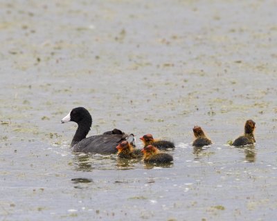 American Coot and babies