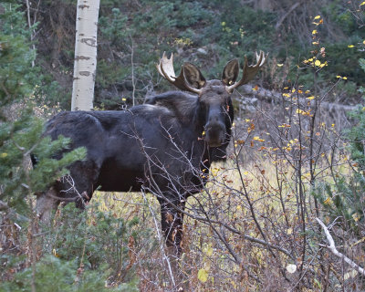 moose and misc 10-21-10 218 low res.jpg