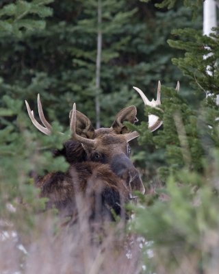 10-30-10big cottonwood moose 093 8x10 low res.jpg