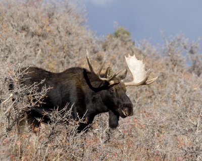 10-31-10 moose 500mm 048 10x8 low res.jpg